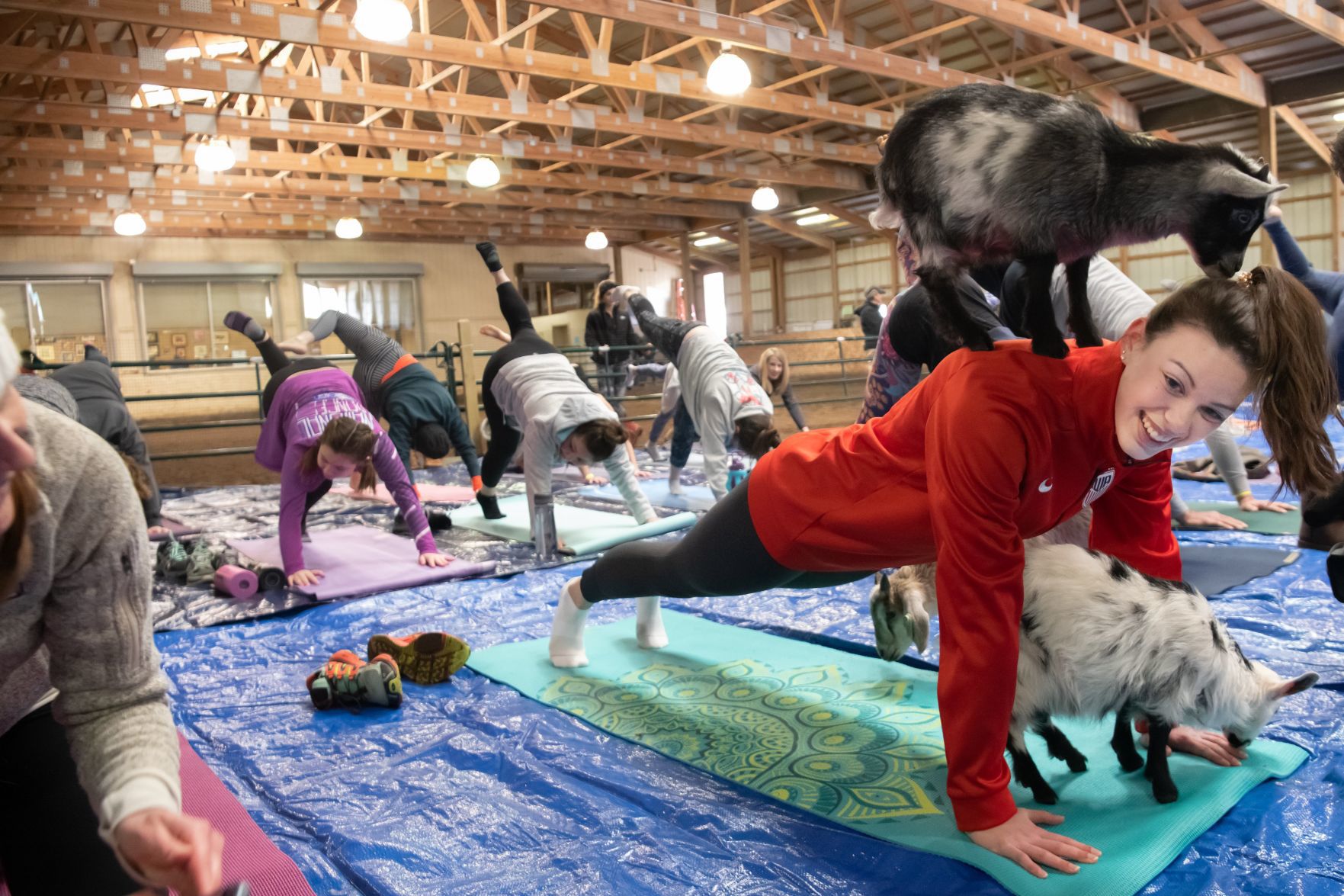 Baby goat yoga at Longmeadow Rescue Ranch